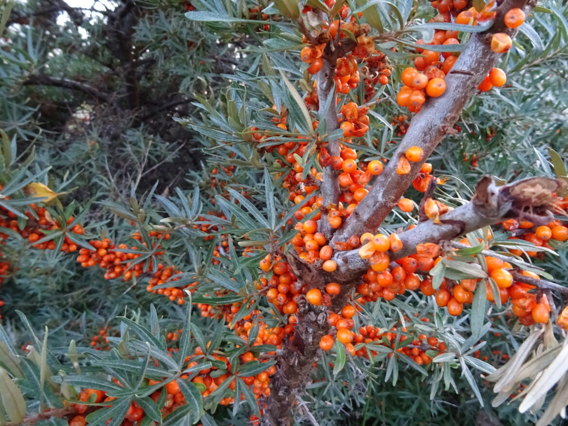 Ready for Summer mit Sanddornfruchtfleischöl!